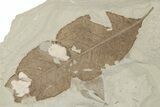 Fossil Leaf (Allophylus & Erythrina) Plate - Insect Predation! #279462-2